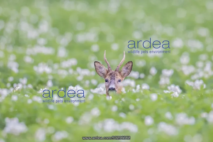 : Roe Deer buck August : Roe Deer buck August