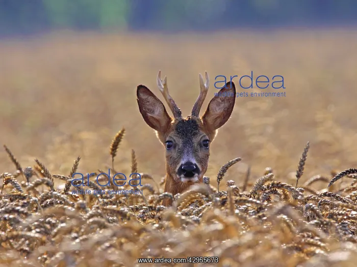 : Roe Deer - buck in corn field : Roe Deer - buck in corn field