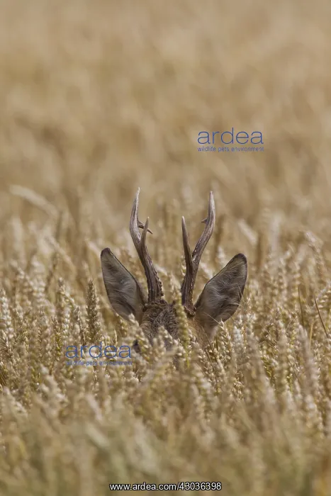  : Roe Deer - buck in corn field - Germany