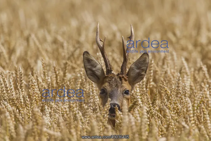  : Roe Deer - buck in corn field - Germany