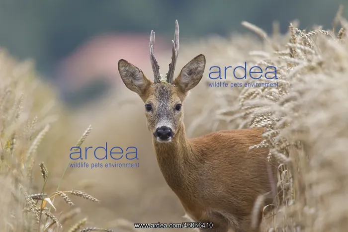  : Roe Deer - buck in corn field - Germany