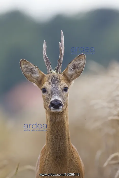  : Roe Deer - buck in corn field - Germany