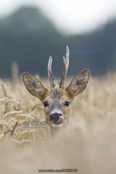  : Roe Deer - buck in corn field - Germany