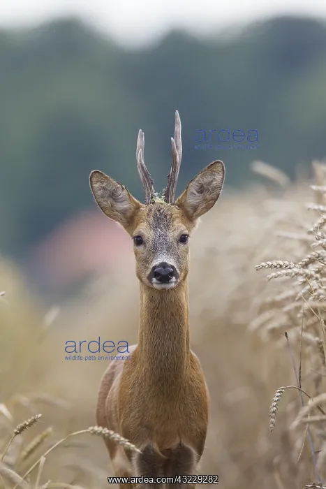  : Roe Deer - buck in corn field - Germany