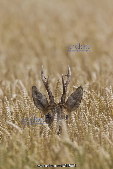  : Roe Deer - buck in corn field - Germany