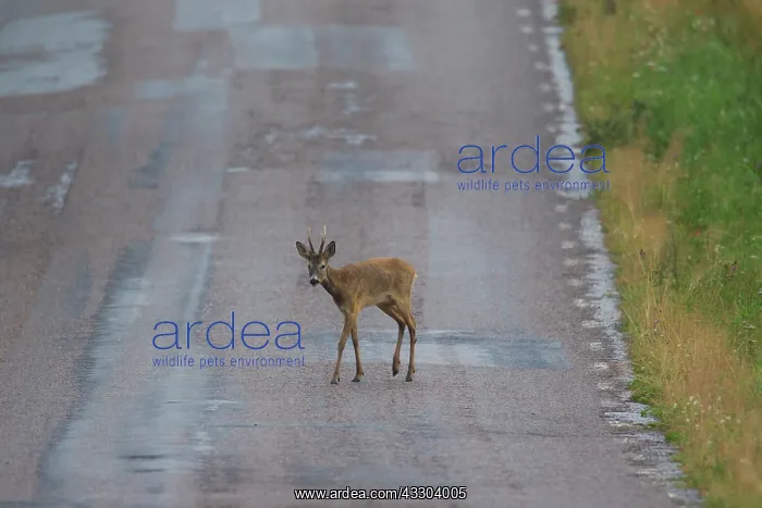 : Roe Deer - buck crossing a road - Sweden : Roe Deer - buck crossing a road - Sweden