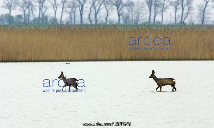 : Roe Deer - buck and doe wading through lake : Roe Deer - buck and doe wading through lake