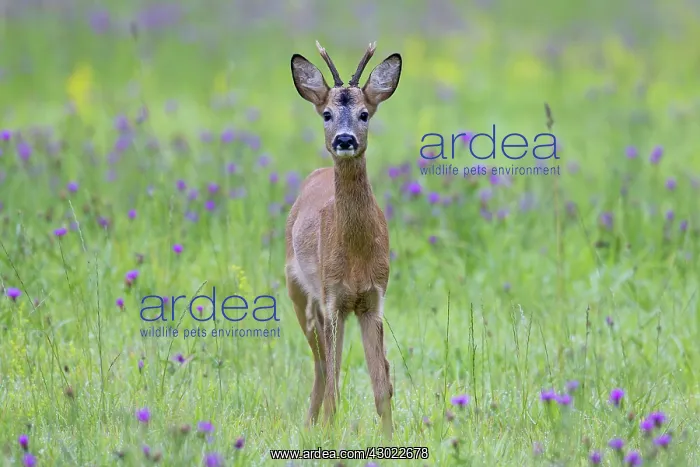  : Roe Deer buck in a flowering meadow