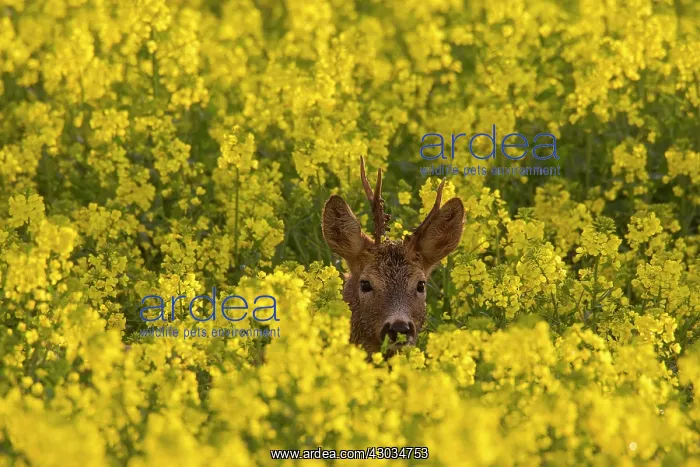 : Roe Deer buck in flowering rape field Germany : Roe Deer buck in flowering rape field Germany