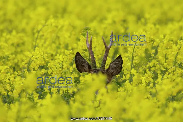 : Roe Deer buck in flowering rape field Germany : Roe Deer buck in flowering rape field Germany