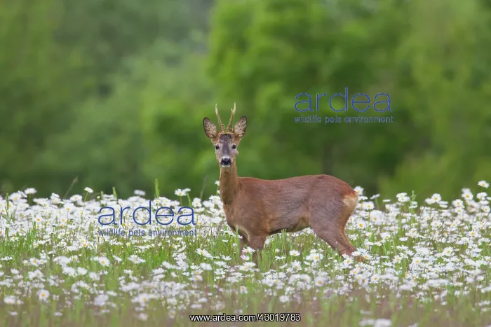  : Roe Deer buck in flowers