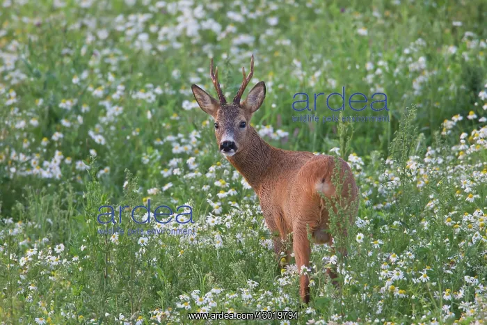  : Roe Deer buck in flowers