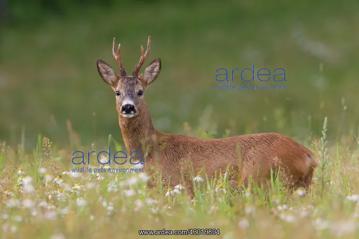 : Roe Deer buck in flowers