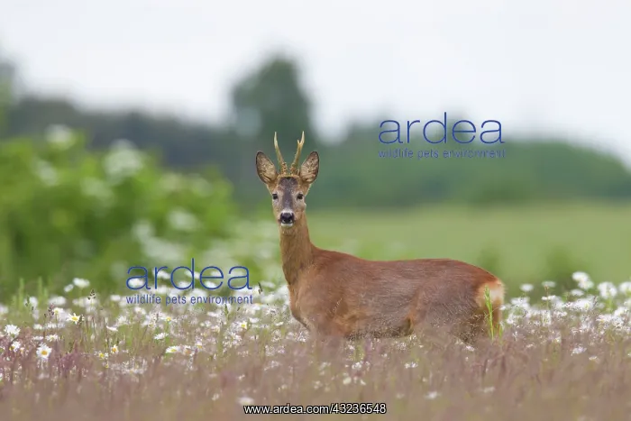  : Roe Deer buck in flowers