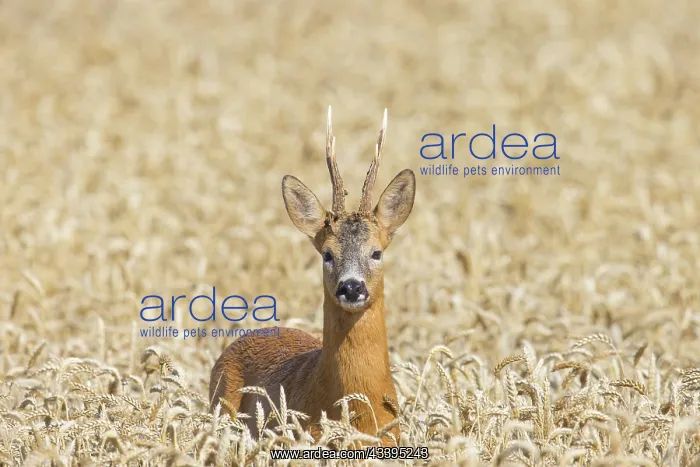 : Roe Deer Buck grain July : Roe Deer Buck grain July