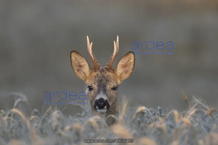  : Roe Deer - buck in grainfield - Sweden