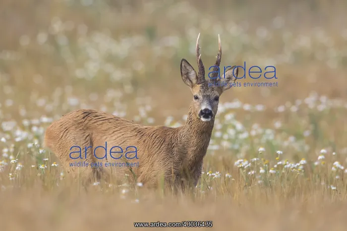  : Roe Deer - buck in grainfield - Sweden