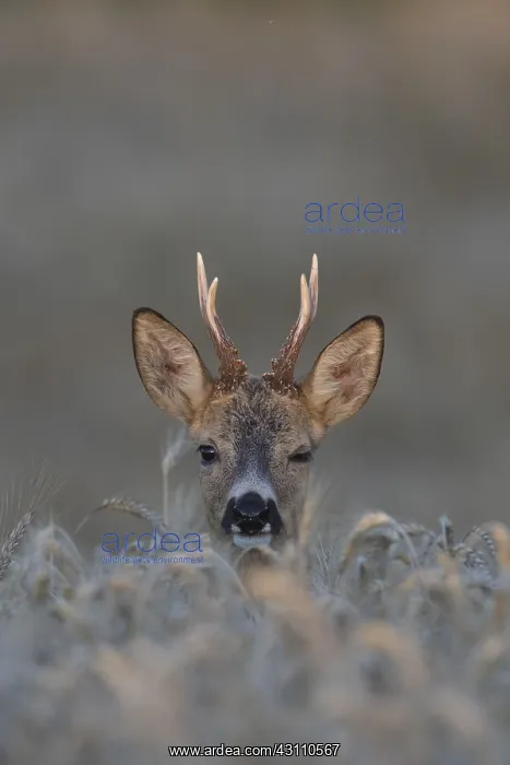  : Roe Deer - buck in grainfield - Sweden