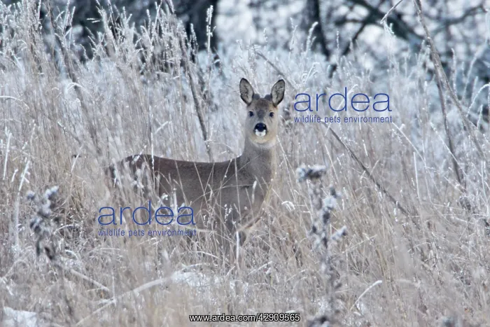 : Roe Deer - buck in grass wilderness, showing growth : Roe Deer - buck in grass wilderness, showing growth