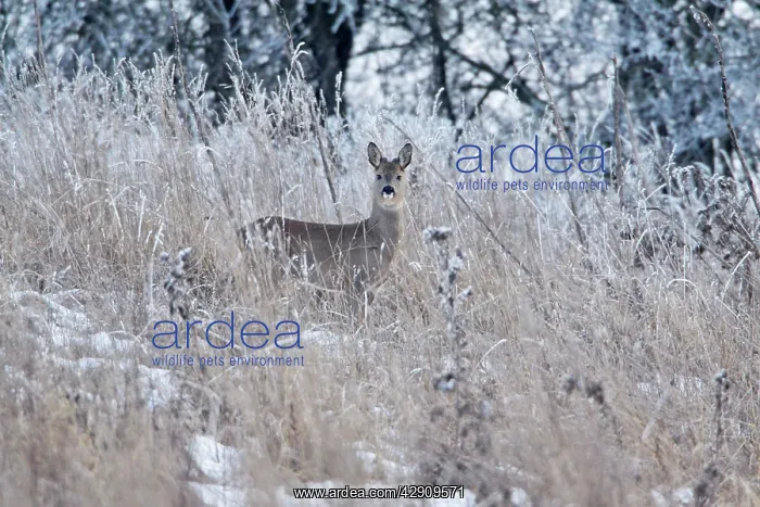 : Roe Deer - buck in grass wilderness, showing growth : Roe Deer - buck in grass wilderness, showing growth