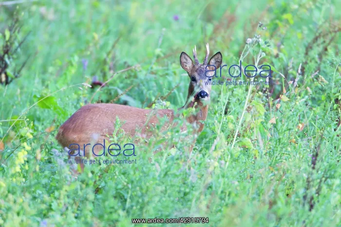 : Roe Deer Buck - amongst high vegetation on planted : Roe Deer Buck - amongst high vegetation on planted