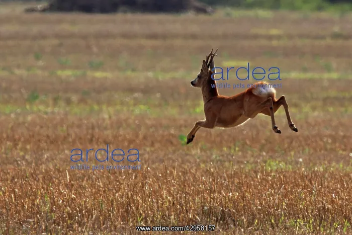 : Roe Deer - buck jumping : Roe Deer - buck jumping