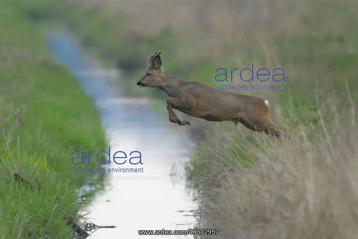 : Roe Deer - buck jumps over a stream - Germany : Roe Deer - buck jumps over a stream - Germany