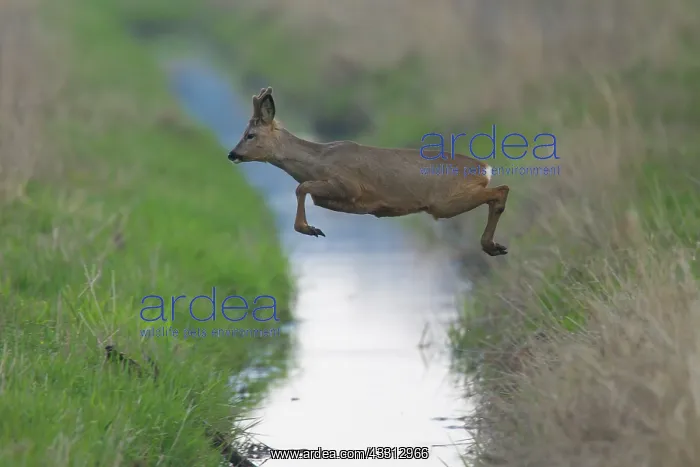 : Roe Deer - buck jumps over a stream - Germany : Roe Deer - buck jumps over a stream - Germany