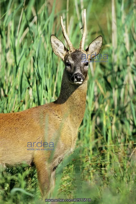 : Roe Deer - buck looking alert : Roe Deer - buck looking alert