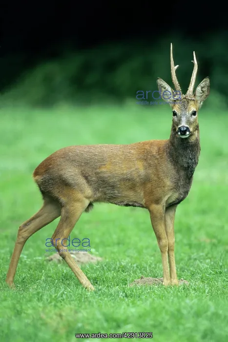 : Roe Deer - buck looking alert : Roe Deer - buck looking alert