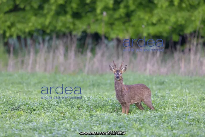 : Roe Deer buck may : Roe Deer buck may