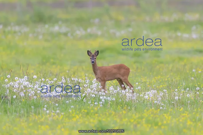 : Roe Deer buck may : Roe Deer buck may