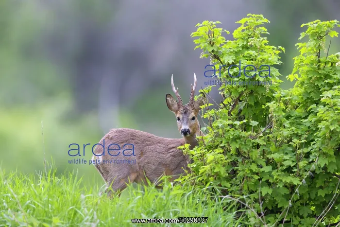 : Roe Deer buck may : Roe Deer buck may
