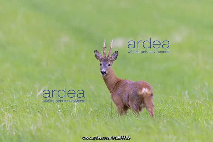: Roe Deer buck may : Roe Deer buck may