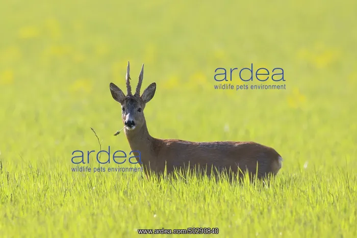 : Roe Deer buck may : Roe Deer buck may