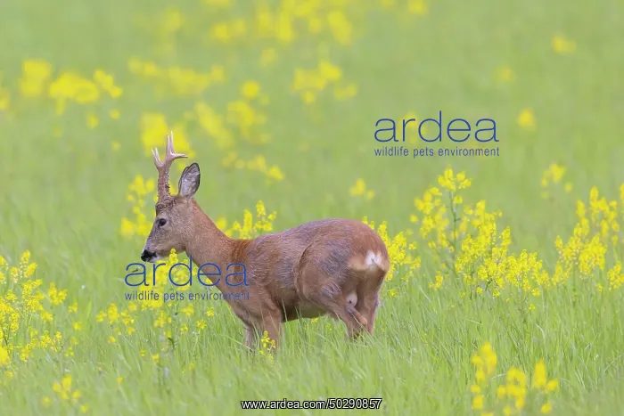 : Roe Deer buck may : Roe Deer buck may
