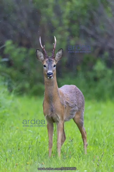 : Roe Deer buck may : Roe Deer buck may