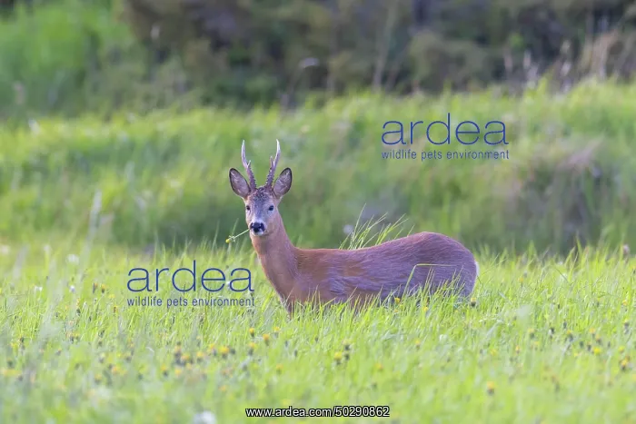 : Roe Deer buck may : Roe Deer buck may