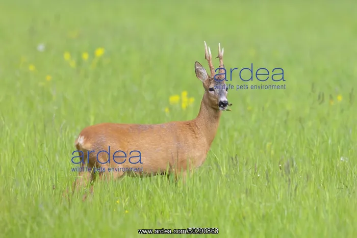 : Roe Deer buck may : Roe Deer buck may