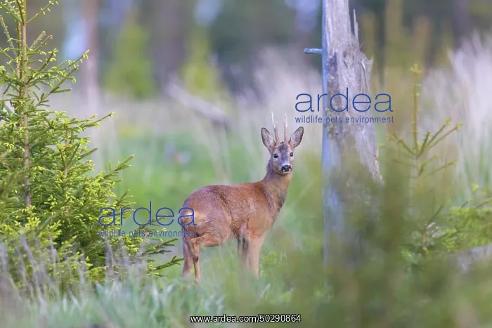 : Roe Deer buck may : Roe Deer buck may