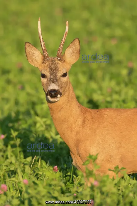  : Roe Deer buck in meadow Sweden