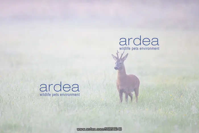 : Roe Deer buck mist : Roe Deer buck mist