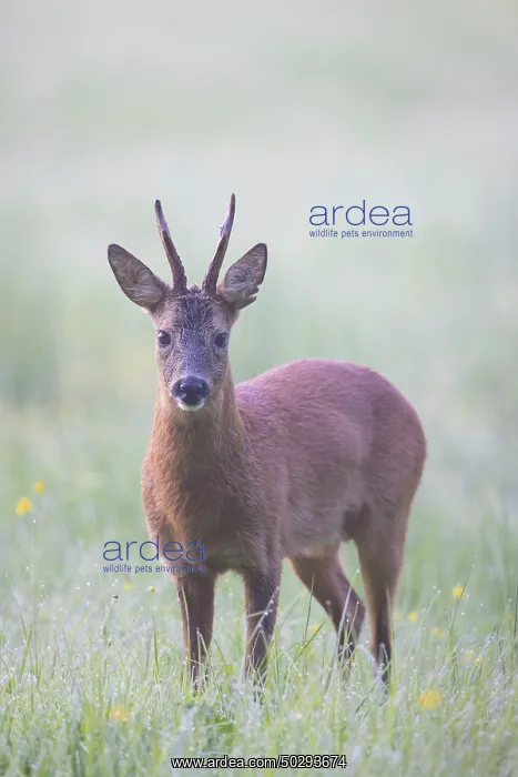 : Roe Deer buck mist : Roe Deer buck mist