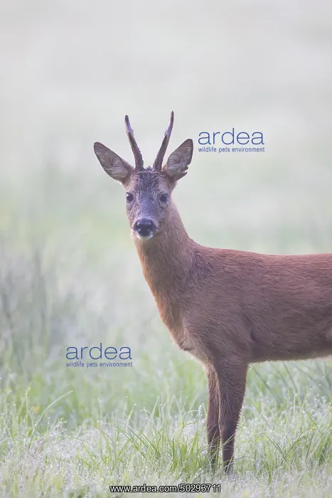 : Roe Deer buck mist : Roe Deer buck mist