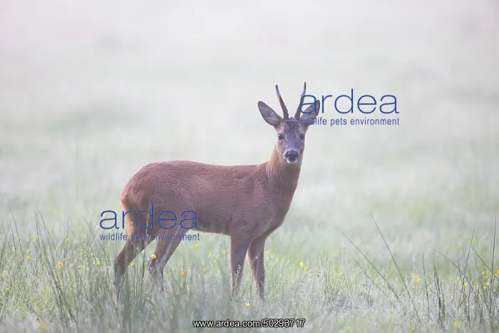 : Roe Deer buck mist : Roe Deer buck mist