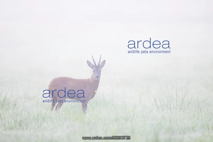 : Roe Deer buck mist : Roe Deer buck mist