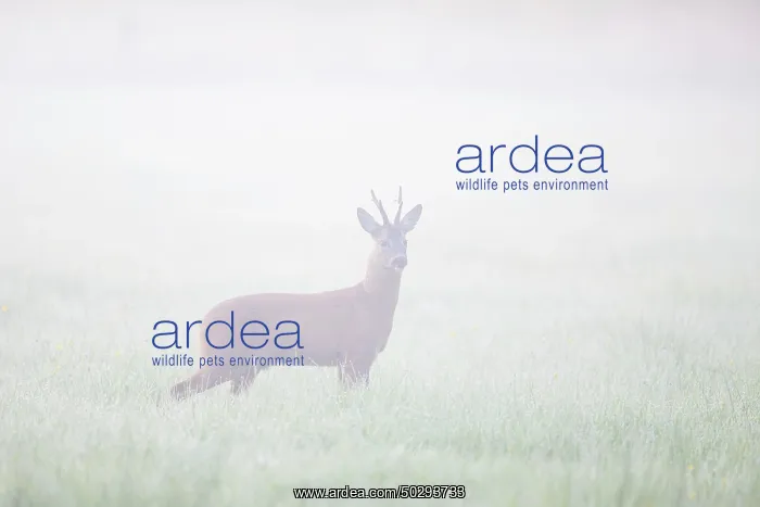 : Roe Deer buck mist : Roe Deer buck mist