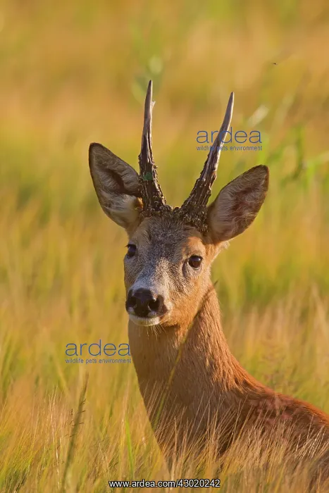  : Roe Deer buck portrait