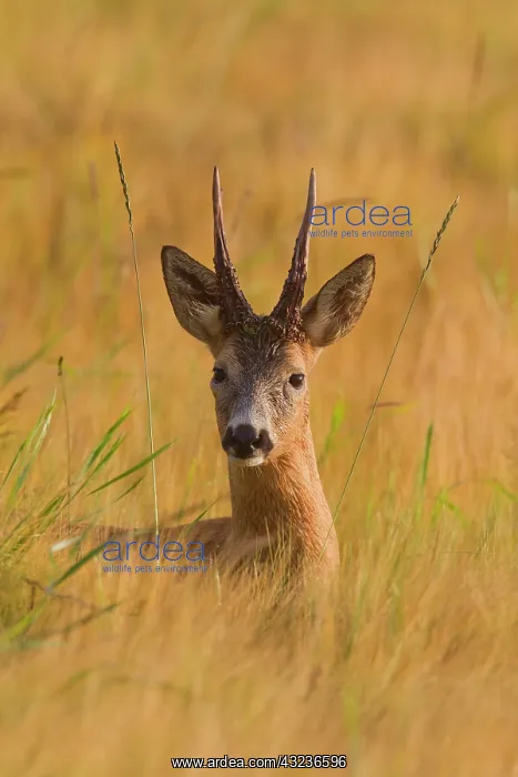  : Roe Deer buck portrait