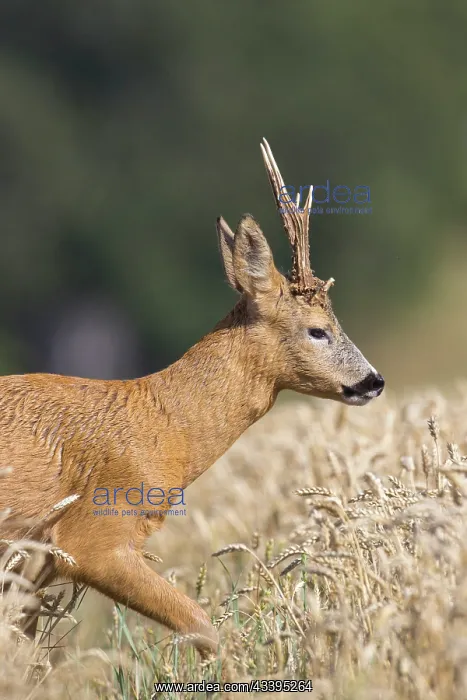 : Roe Deer Buck Portrait : Roe Deer Buck Portrait